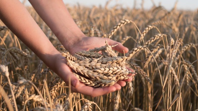 De la graine à la table : l’évolution du métier de producteur de céréales