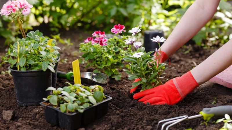 Comment choisir les plantations adaptées à votre jardin ?